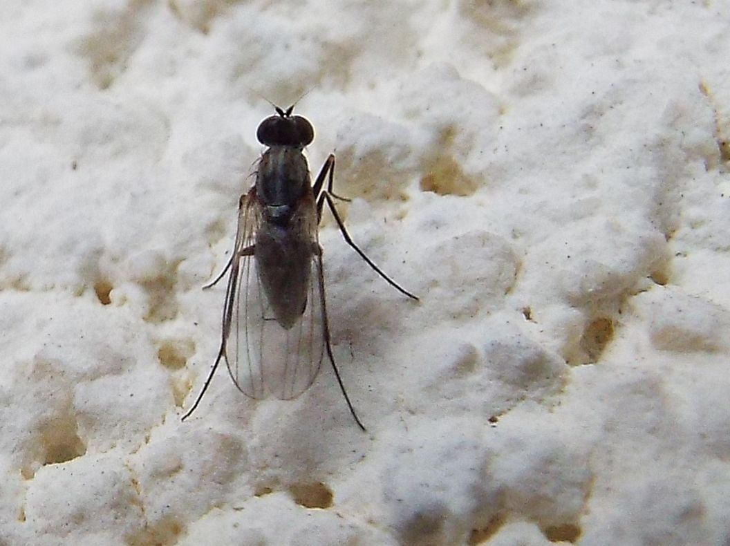 Medetera sp. (Dolichopodidae)